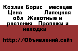 Козлик Борис 9 месяцев › Цена ­ 5 000 - Липецкая обл. Животные и растения » Пропажи и находки   